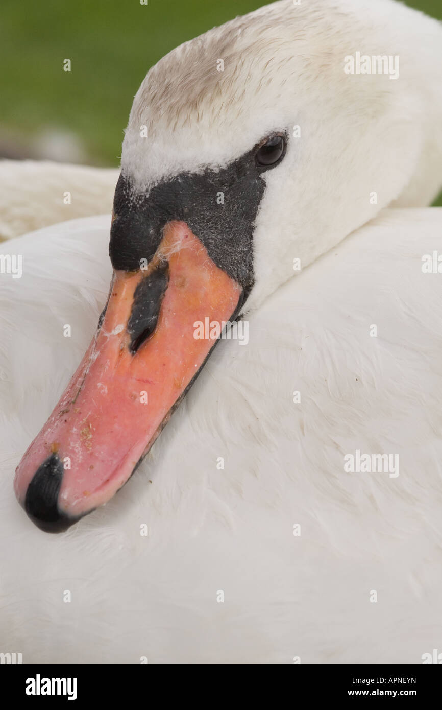 Tête de cygne Muet se reposant Banque D'Images Tête de cygne Muet se reposant Banque D'Images
