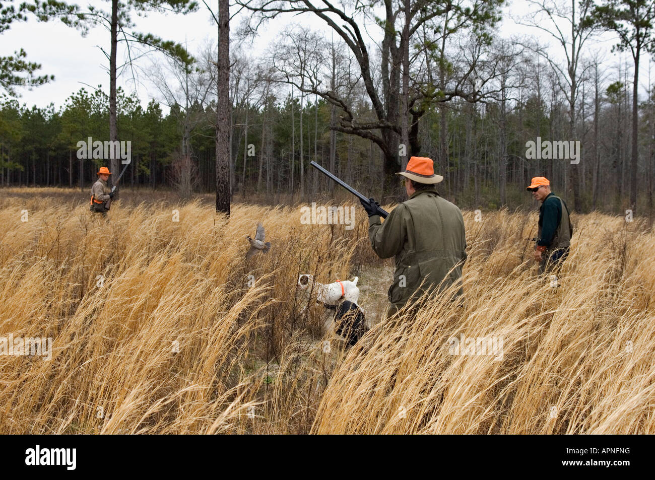 Les chasseurs de cailles Pointer Anglais sur le point et l'Oiseau de rinçage Lodge Buckeye Géorgie Banque D'Images