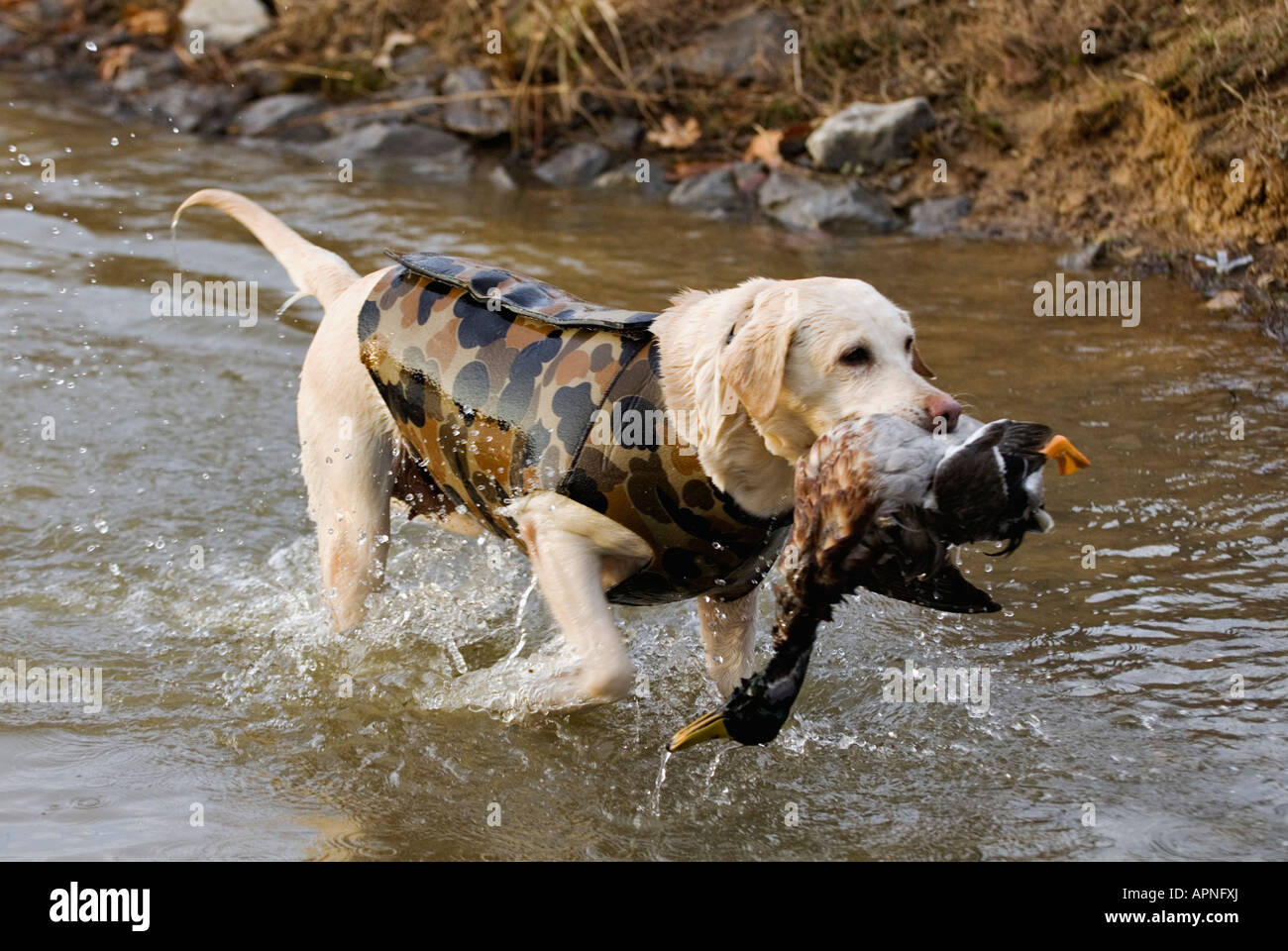 Labrador Retriever jaune de la récupération au cours de la chasse de la sauvagine Mallard Drake Ruisseau Deer Lodge Comté de Webster Kentucky Banque D'Images