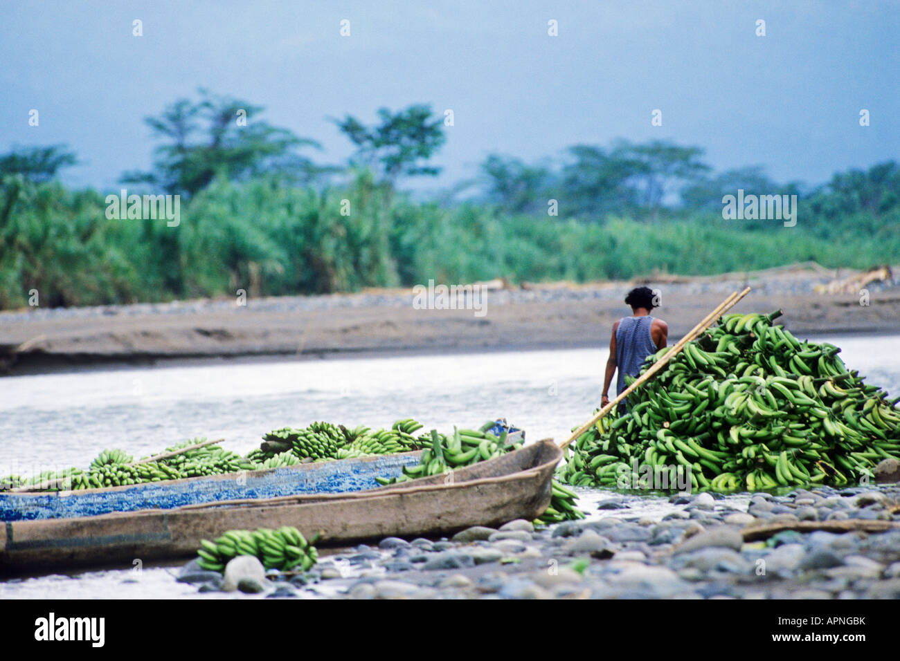 Les bananes cultivées biologiques on traverse la rivière Bribri Montagnes de Talamanca, Costa Rica Banque D'Images