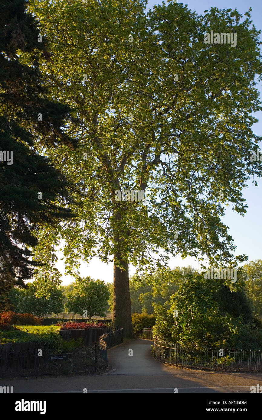 Les arbres de l'été soleil du soir Banque D'Images