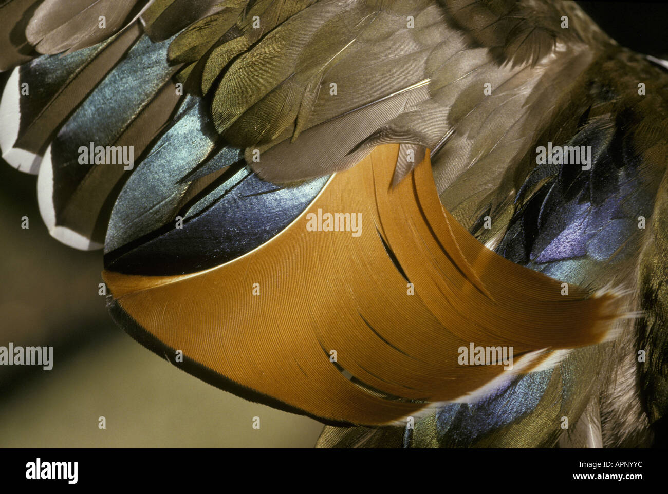 Canard Mandarin Aix galericulata Close up des plumes des ailes Banque D'Images