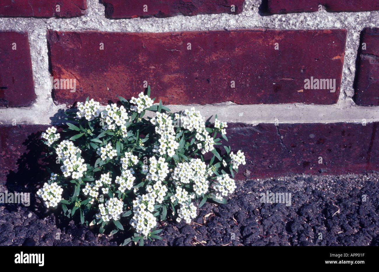Alison sweet, sweet alyssum (Lobularia maritima), située à la frontière de l'Allemagne, Hambourg, sideway Banque D'Images Alison sweet, sweet alyssum (Lobularia maritima), située à la frontière de l'Allemagne, Hambourg, sideway Banque D'Images