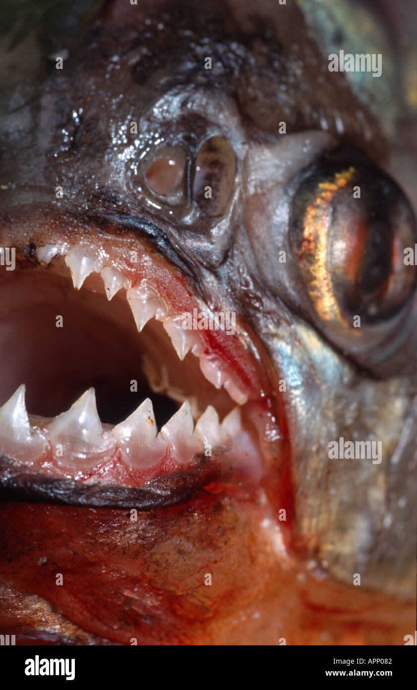 À TÊTE BOMBÉE, piranha piranha du Natterer, piranha rouge, Red-bellied piranha (Serrasalmus nattereri Pygocentrus nattereri,), det Banque D'Images