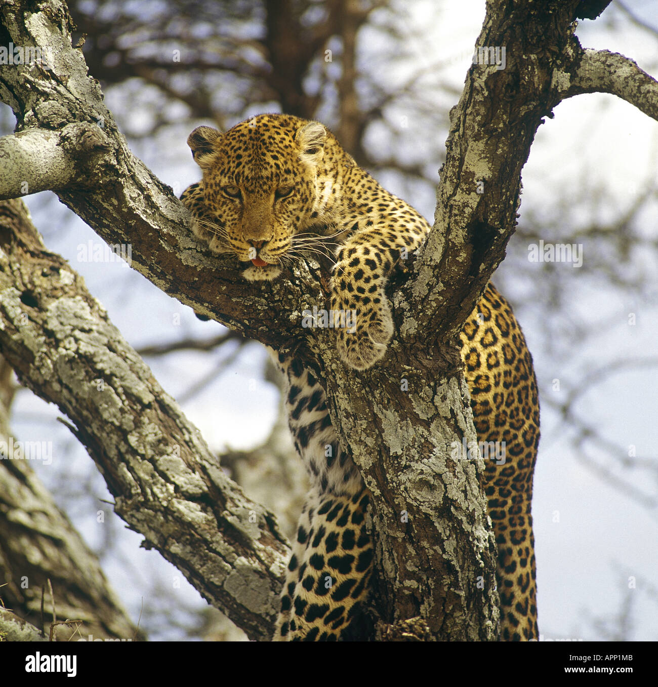 Panthera pardus léopard couché dans tree close up. Photo par Eric Hosking Banque D'Images