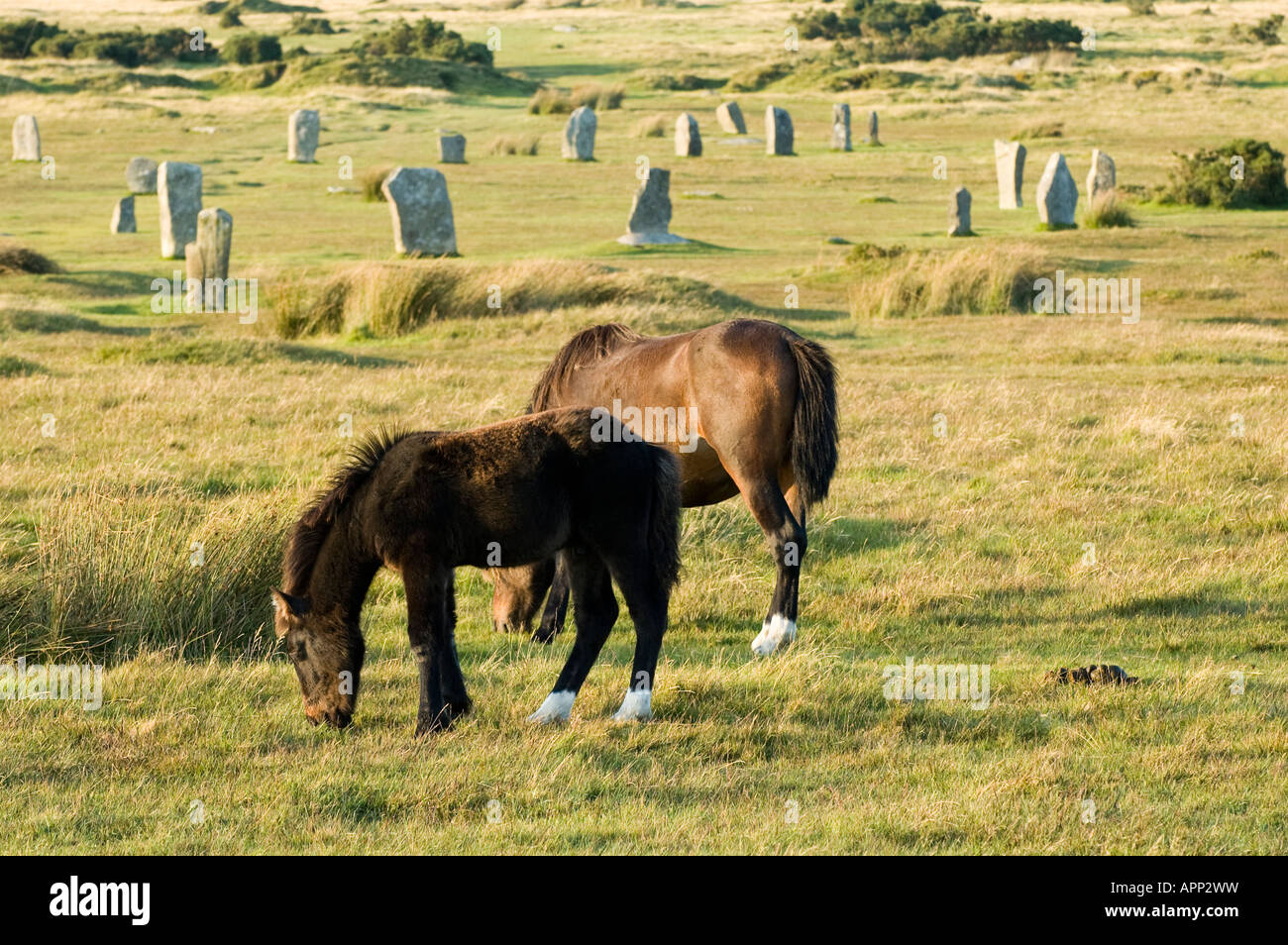 Les chevaux se nourrissent de Bodmin Moor en face de figurent parmi les cercles de pierre de l'âge du bronze la lande de Bodmin Cornwall UK Banque D'Images