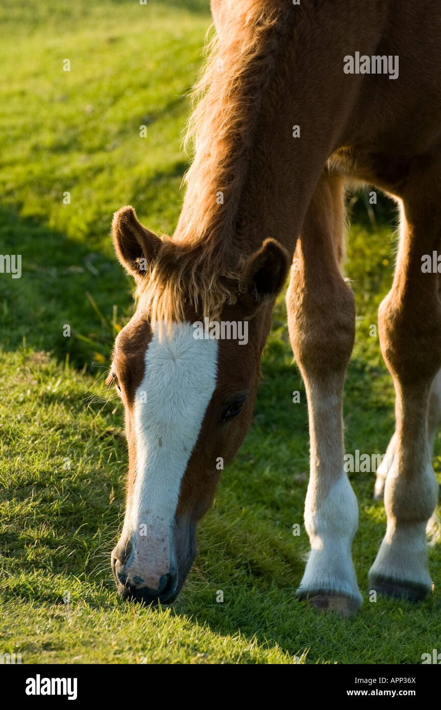 L'alimentation du cheval sur la lande de Bodmin Cornwall UK Banque D'Images