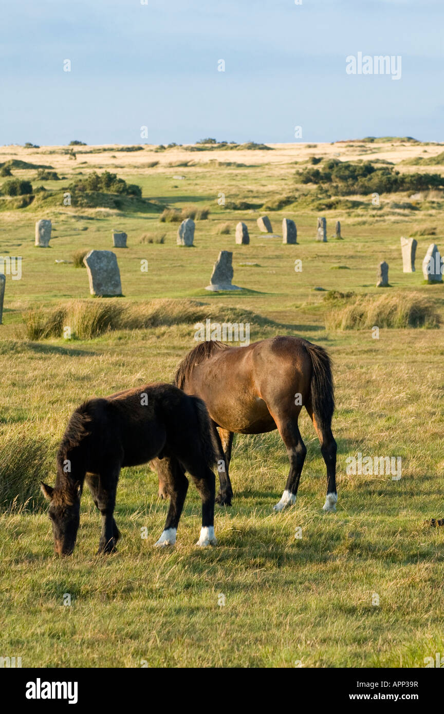 Les chevaux se nourrissent de Bodmin Moor en face de figurent parmi les cercles de pierre de l'âge du bronze Cornwall UK Banque D'Images
