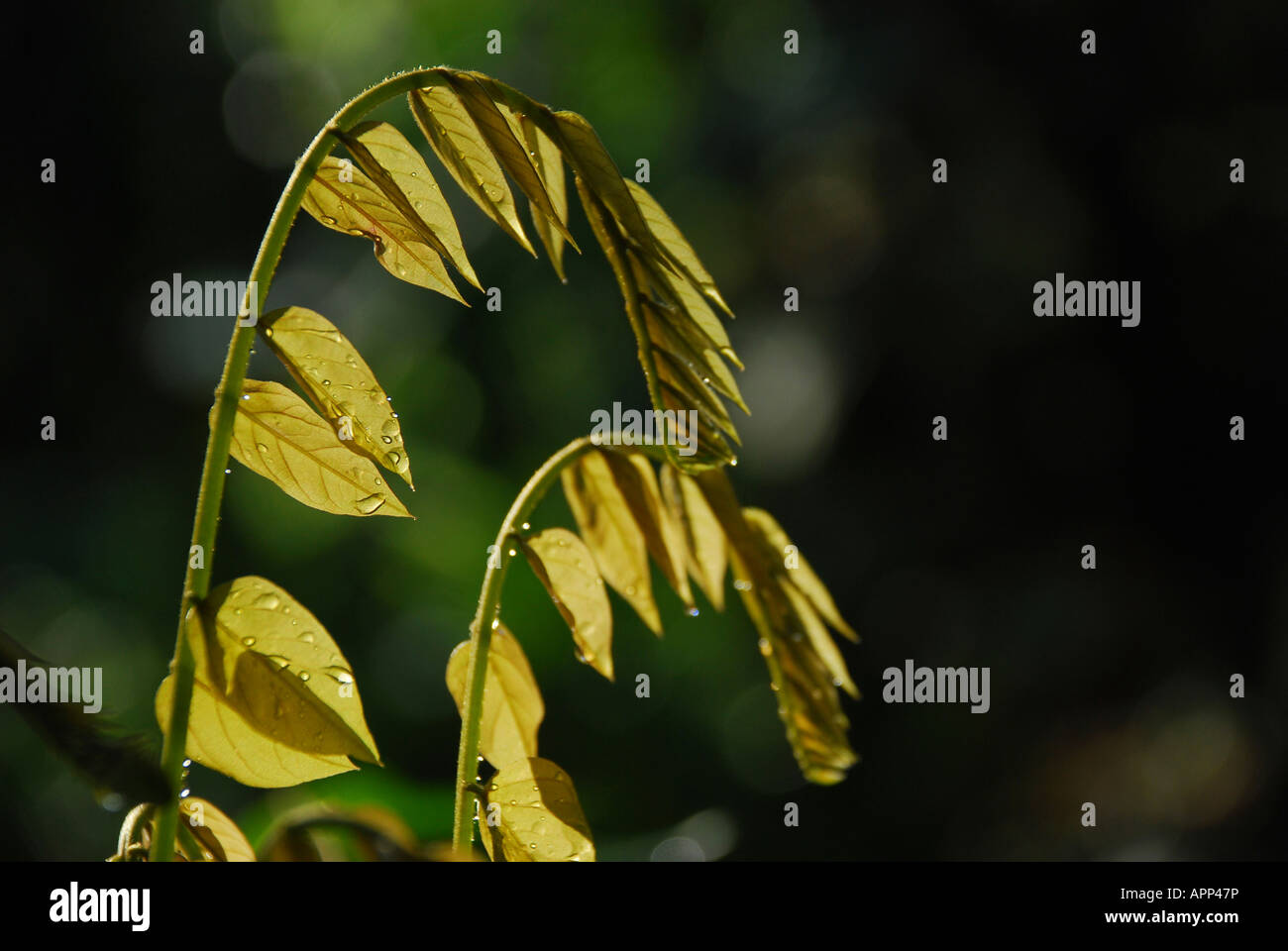 Gouttes d'eau sur le haut de feuille dans la lumière du matin Banque D'Images