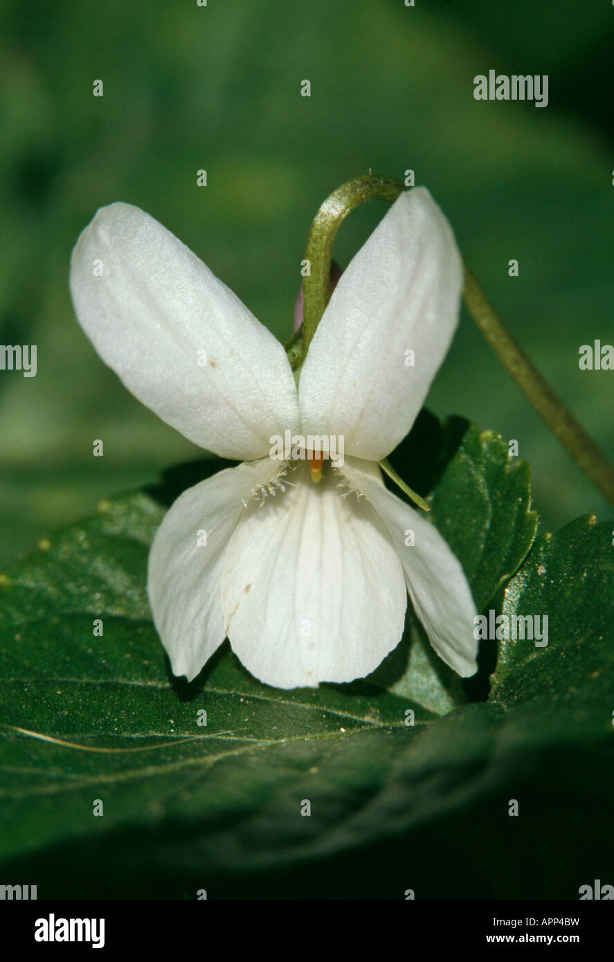 Viola odorata enchanteur assez timide blanc Banque D'Images