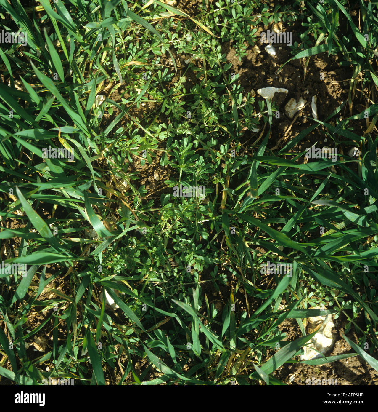 Gaillet gratteron Galium aparine mauvaises herbes dans les cultures de blé jeune Banque D'Images