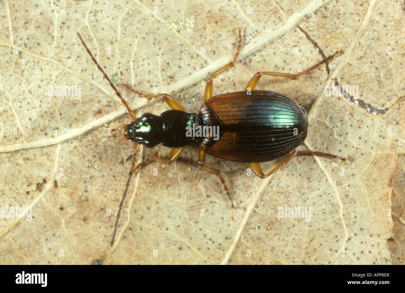 Dendroctone du sol prédateur (Anchomenus dorsalis) adulte prédateur actif du sol de petits invertébrés nuisibles Banque D'Images