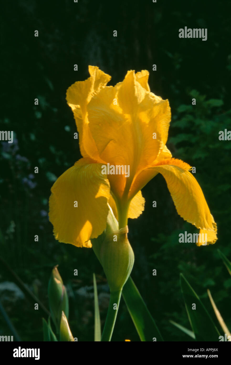 Iris rhizomateux magestic jaune doré séduisante hautain Banque D'Images