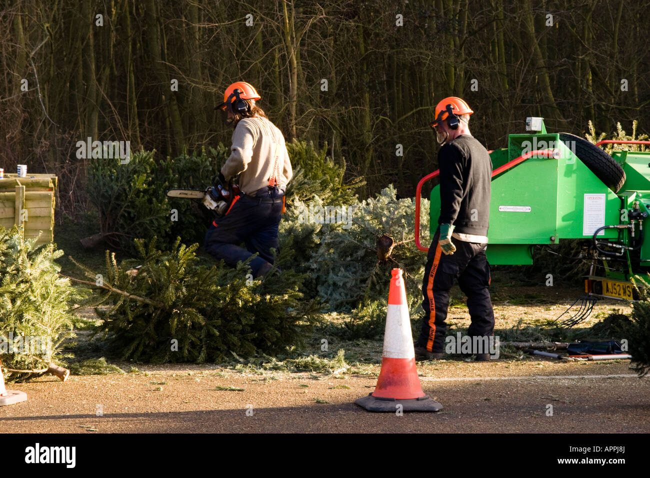 Les arbres de Noël de déchiquetage des entrepreneurs à Huntingdon Cambridgeshire Hinchingbrooke Country Park Banque D'Images