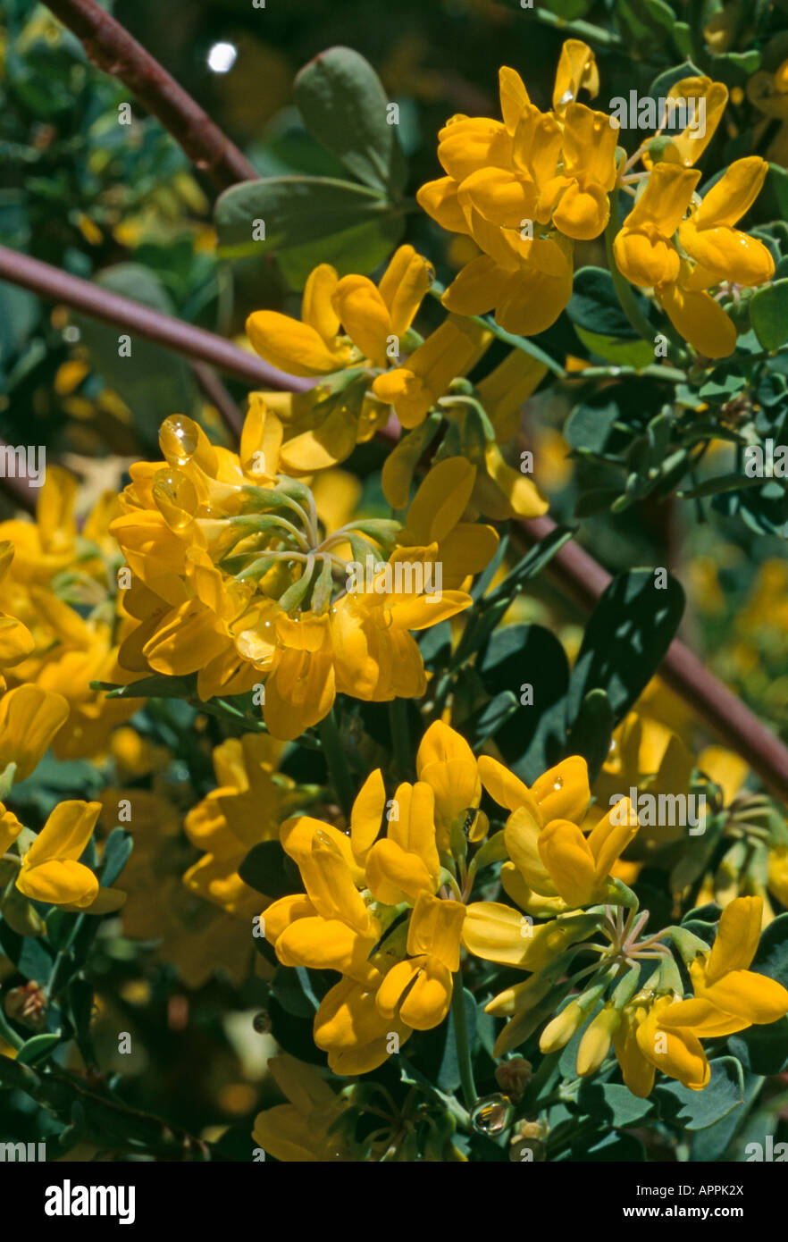 Coronilla jaune parfumé de débaucher les abeilles bush Banque D'Images