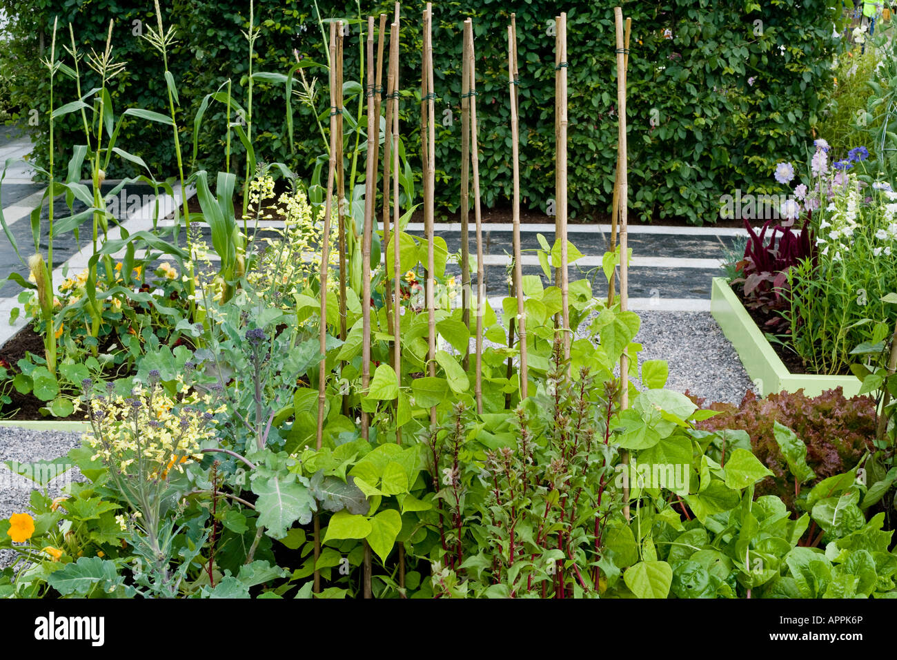 Lits de légumes relevée dans la zone de gravier contemporain avec des poteaux, et Derrière de couverture Banque D'Images