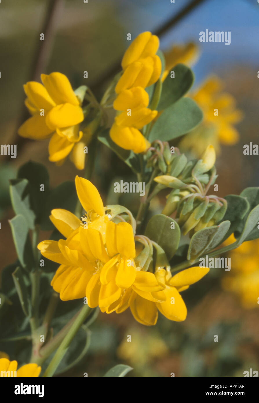 Coronilla jaune parfumé de débaucher les abeilles bush Banque D'Images