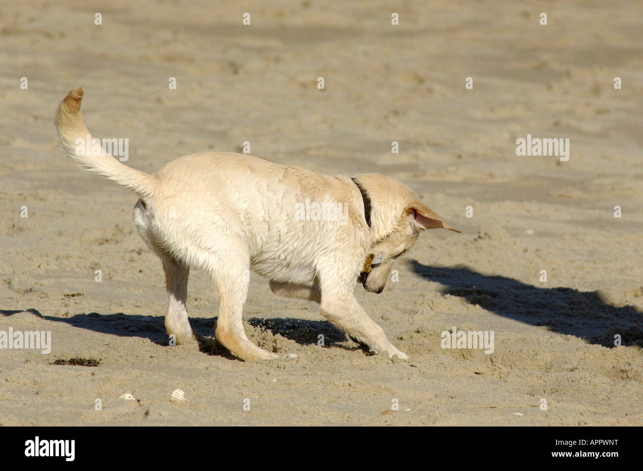 Un chiot de creuser dans le sable d'une plage dans les Outer Banks NC Banque D'Images