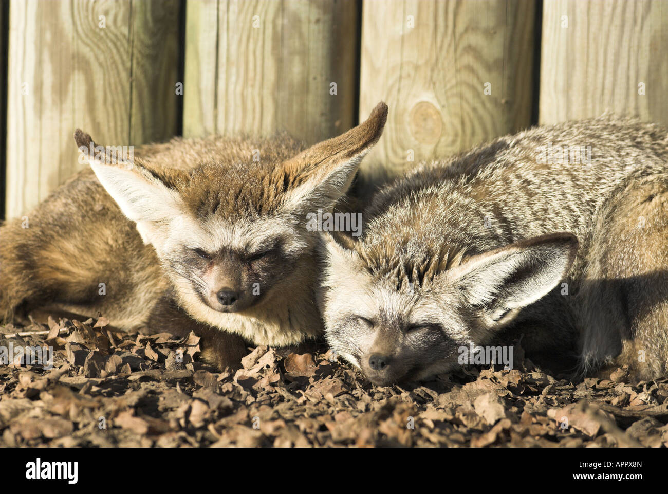 Bat eared foxes UK en captivité Banque D'Images