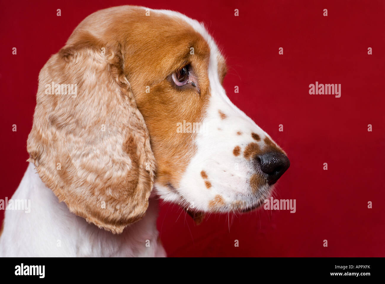 Mug shot comme profil de spaniel . Espace copie rouge sur la droite. Banque D'Images