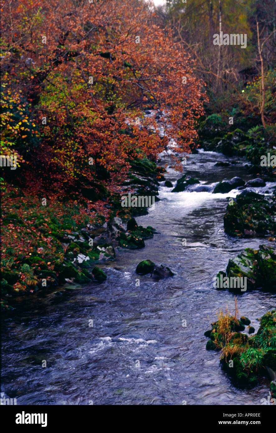 Elterwater Beck Lake Road Lake ème arrondissement Cumbria UK Banque D'Images