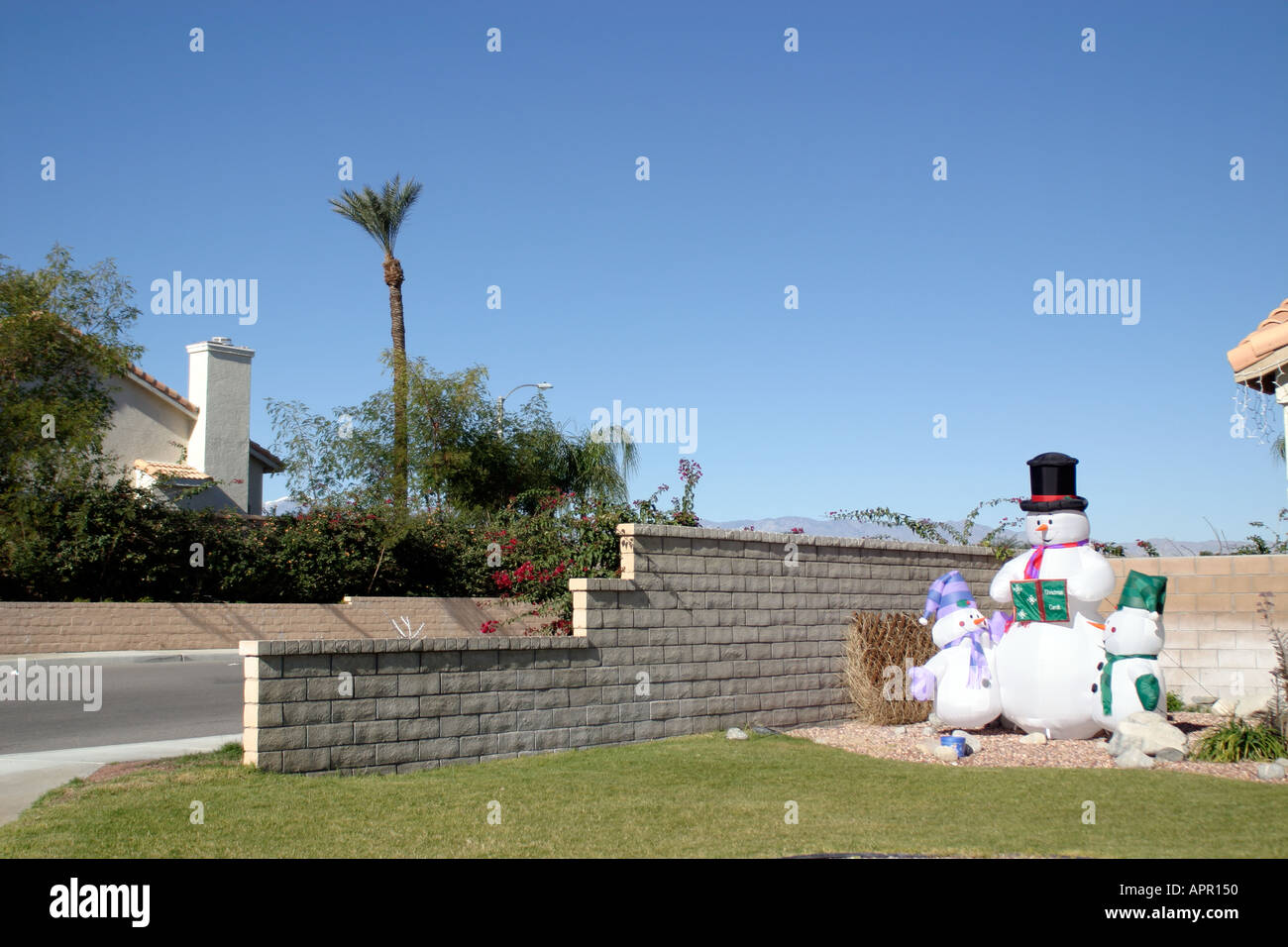 X mas noël xmas palmier bleu ciel sans nuages à l'ouest de la californie de frondes vert vacances frondes Banque D'Images