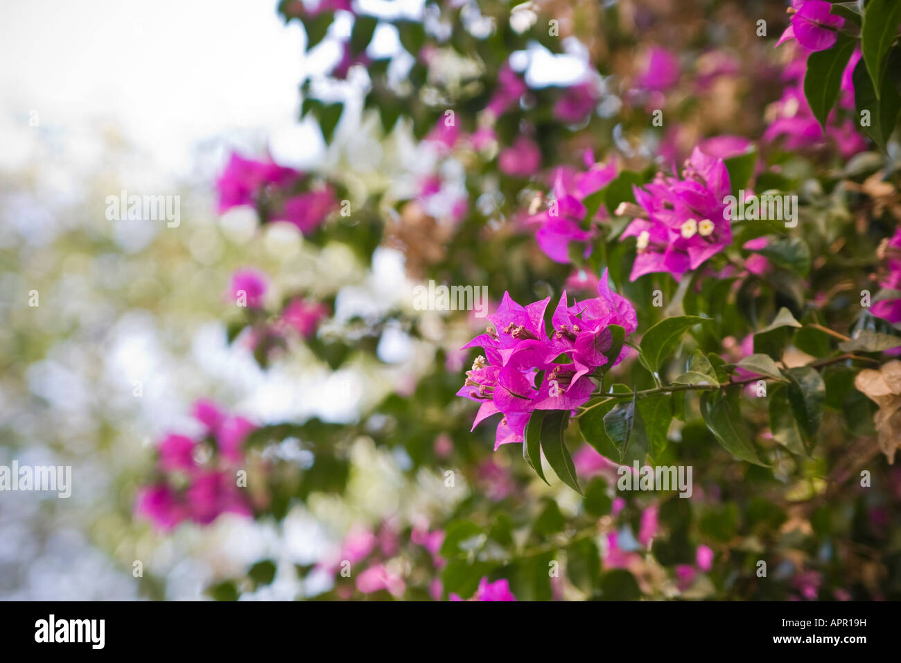 Bougainvillea spectabilis bush close up Banque D'Images