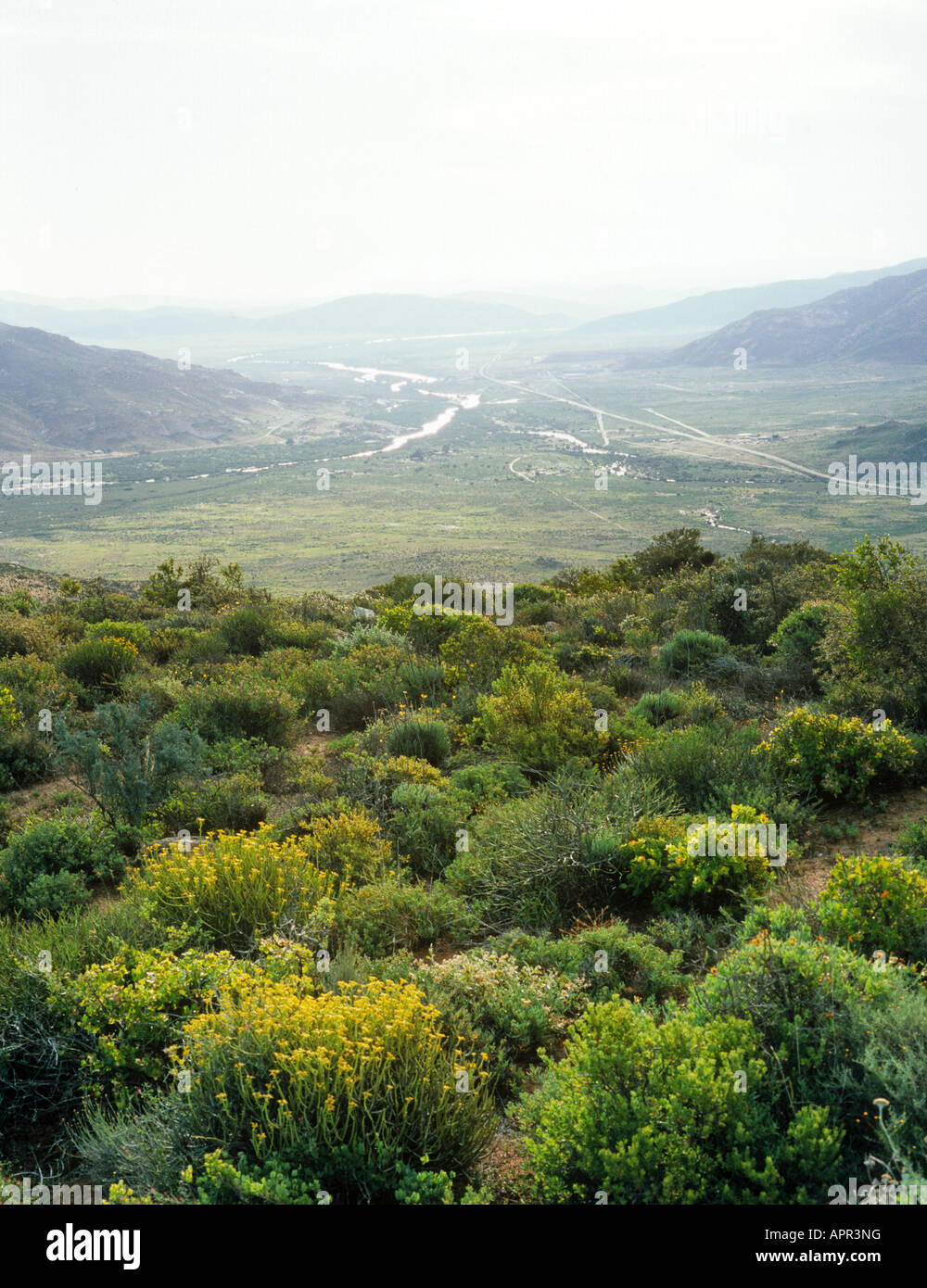 Le Namaqualand au début du printemps Banque D'Images