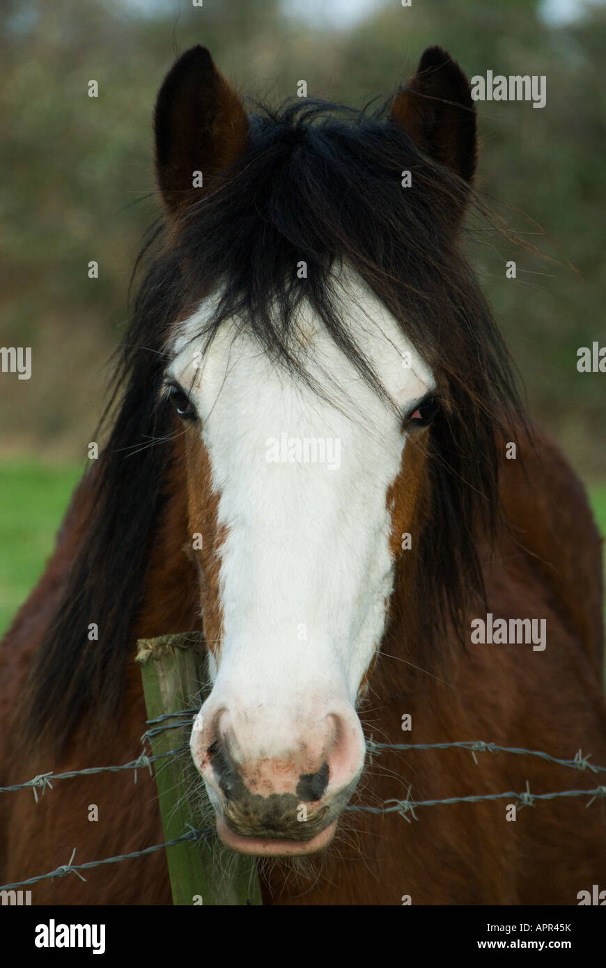 La baie d'un cheval avec une flamme blanche s'élève à une clôture en fil barbelé. Banque D'Images