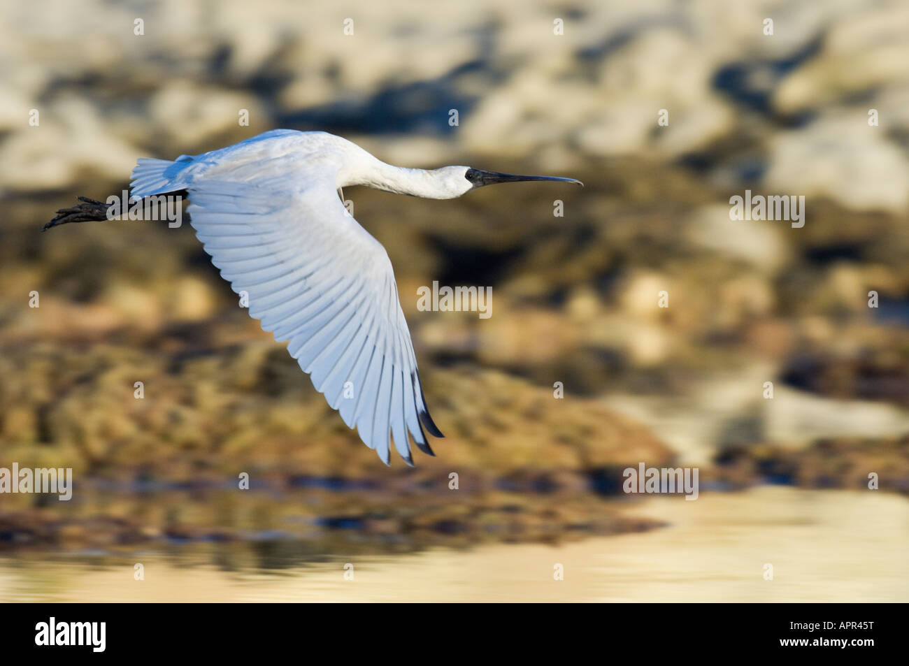 Spatule royale (Platalea regia) Nouvelle Zélande Banque D'Images