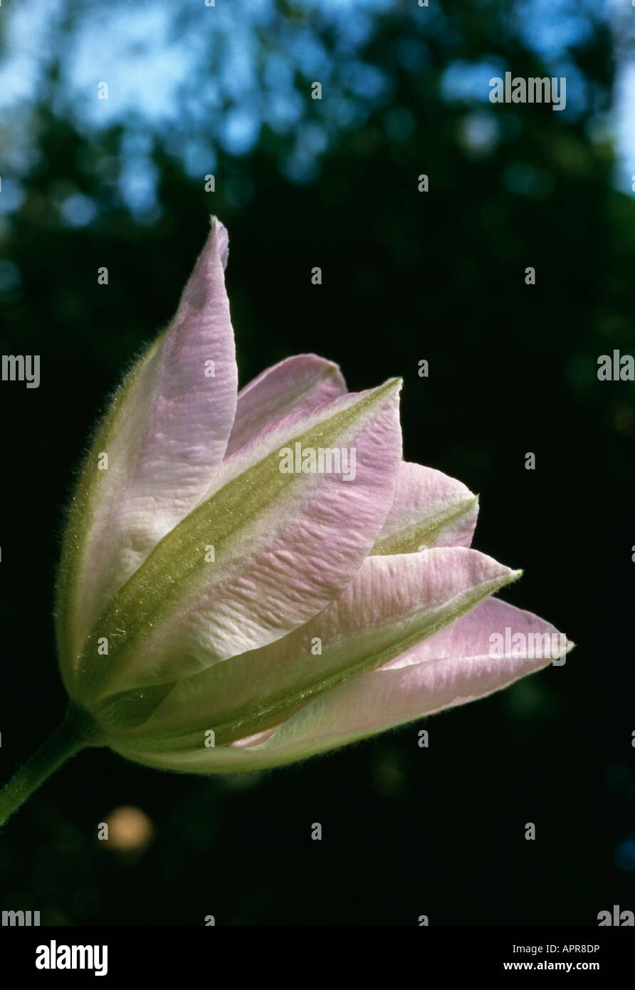 Clematis aube rose pâle veiné graceful Banque D'Images