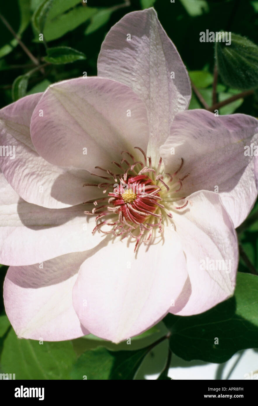 Clematis aube enchanteresse rose pâle avec un coeur bien visible Banque D'Images
