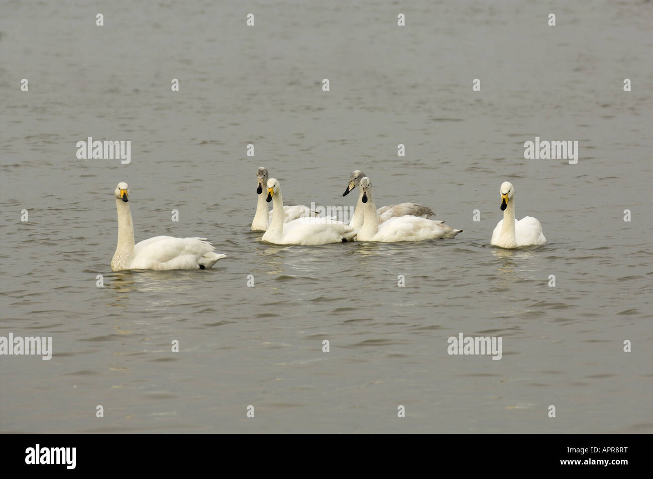 La famille cygne chanteur Banque D'Images