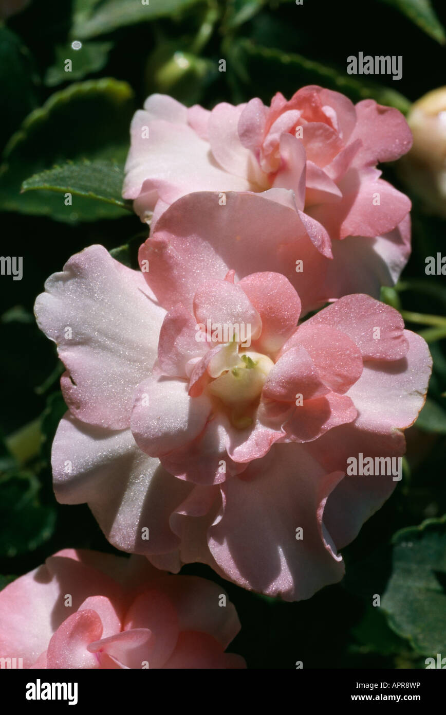 Begonia peach pink double irisé précieux volants sophistiqués féminin Banque D'Images