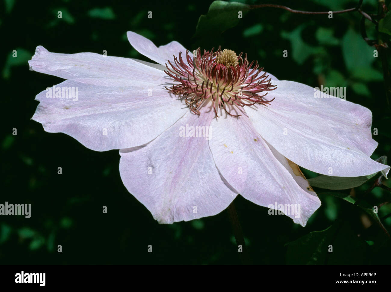 Clematis dawn pale rose enchanteur avec un cœur d'étamines abondantes Banque D'Images
