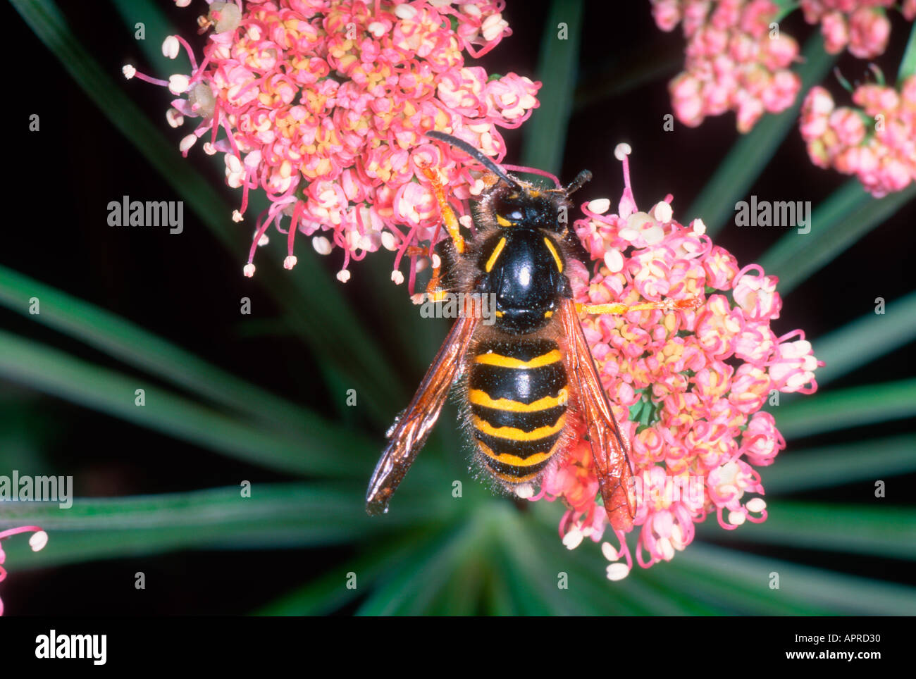 La Guêpe commune Vespula Vulgaris. On flower Banque D'Images