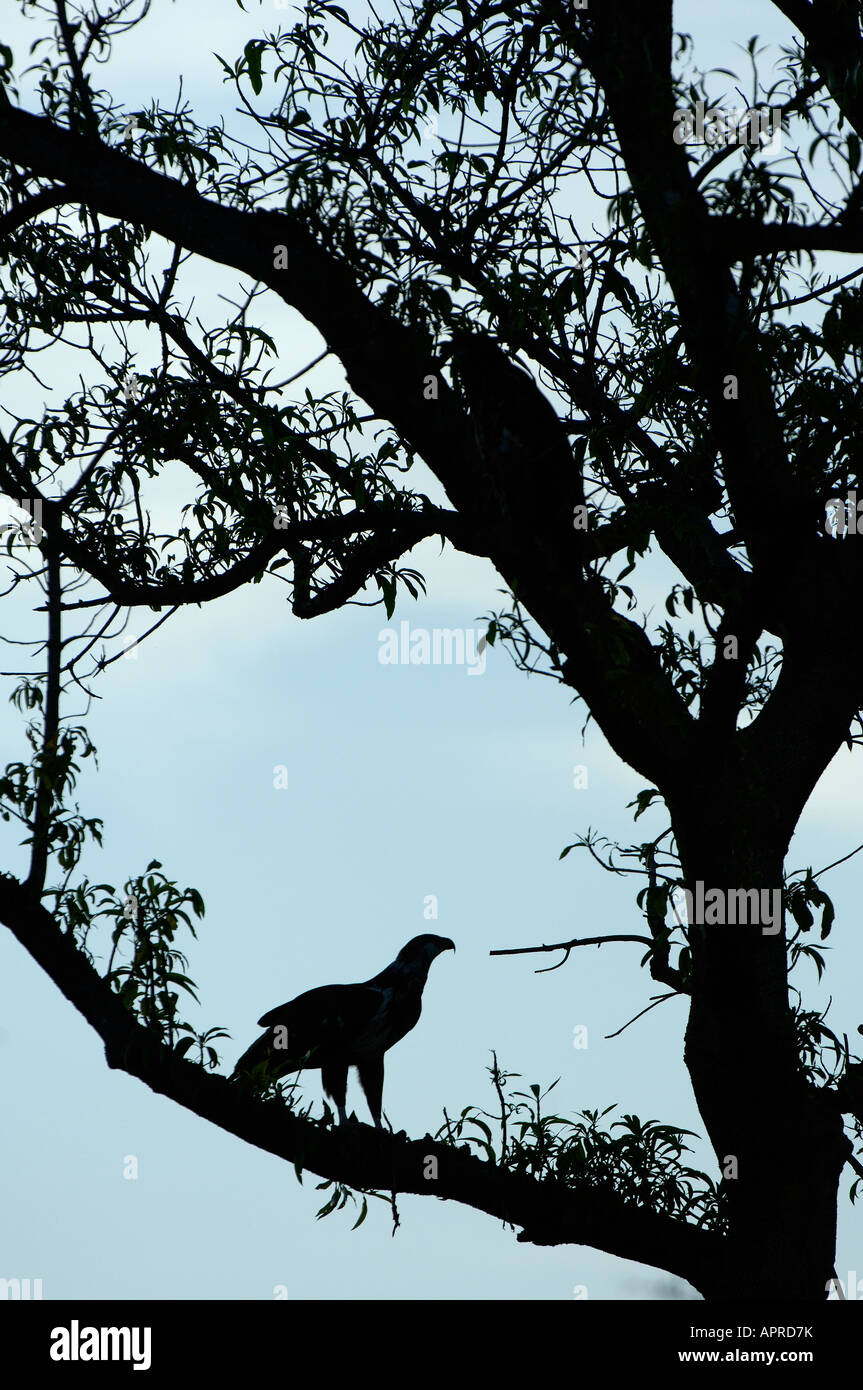 Poissons d'Afrique blanche Haliaeetus vocifer Kenya Masai Mara en silhouette perchée dans l'arbre Banque D'Images