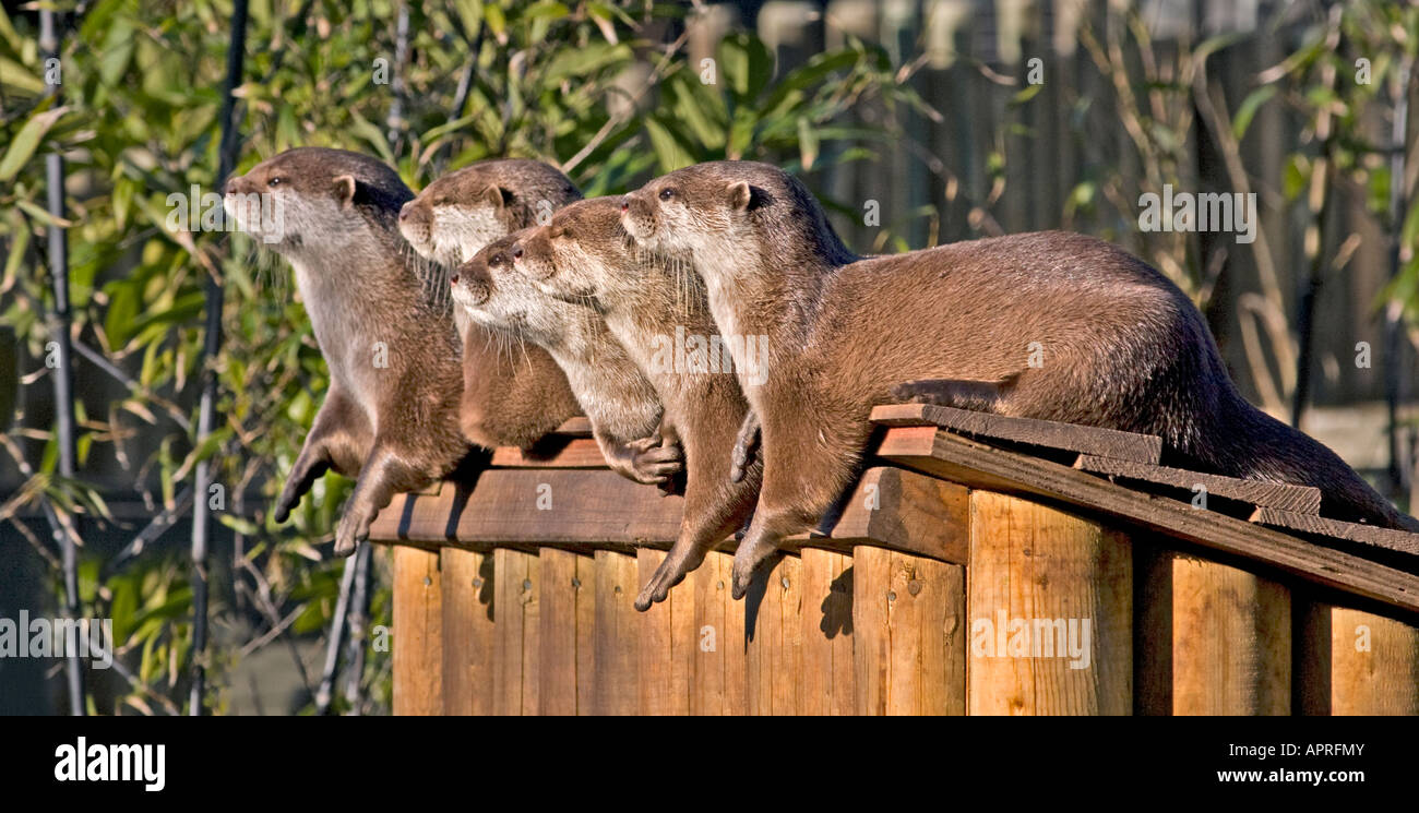 Small-Clawed asiatique des loutres (aonyx cinerea) Banque D'Images