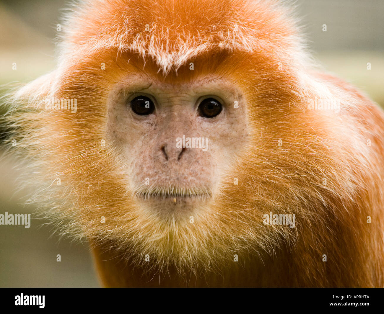 Un singe langur de Java Brown Trachypithecus aurata aurata au zoo de Twycross Leicestershire UK Banque D'Images