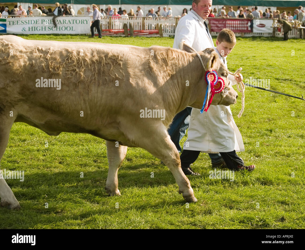Agriculteur et son fils en blouse blanche laisse un brown bull à prix  agricoles shérif devient show 2006 Photo Stock - Alamy