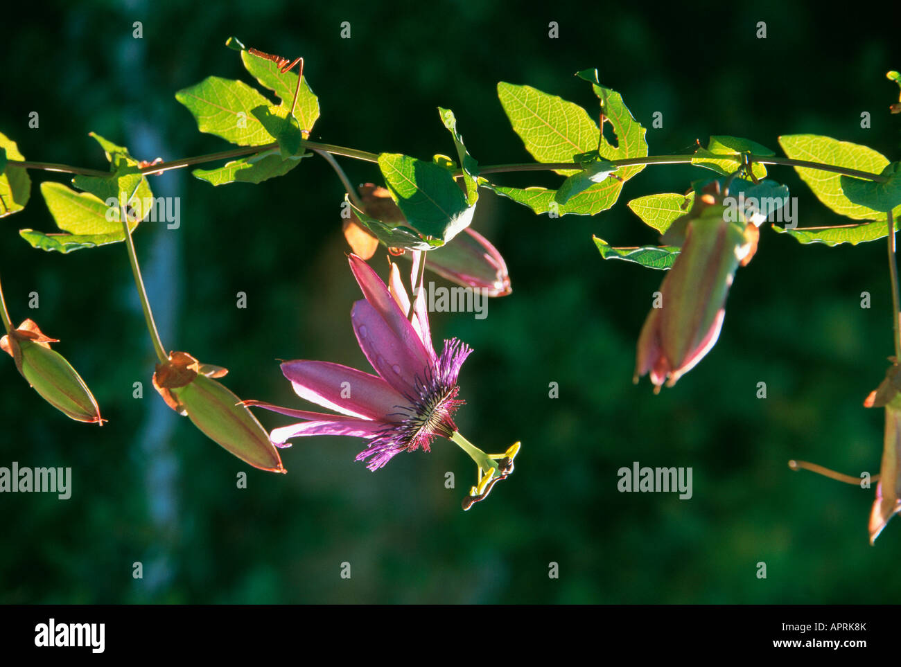 Passiflora amethyste une frise fleur un bijou translucide Banque D'Images