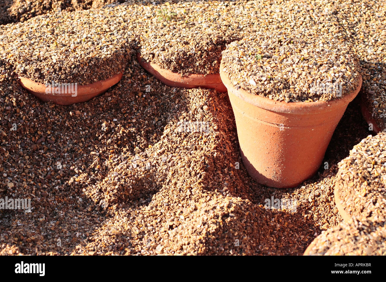 Plantes hivernales dans des pots en terre cuite et recouvertes de gravier dans un cadre froid Banque D'Images