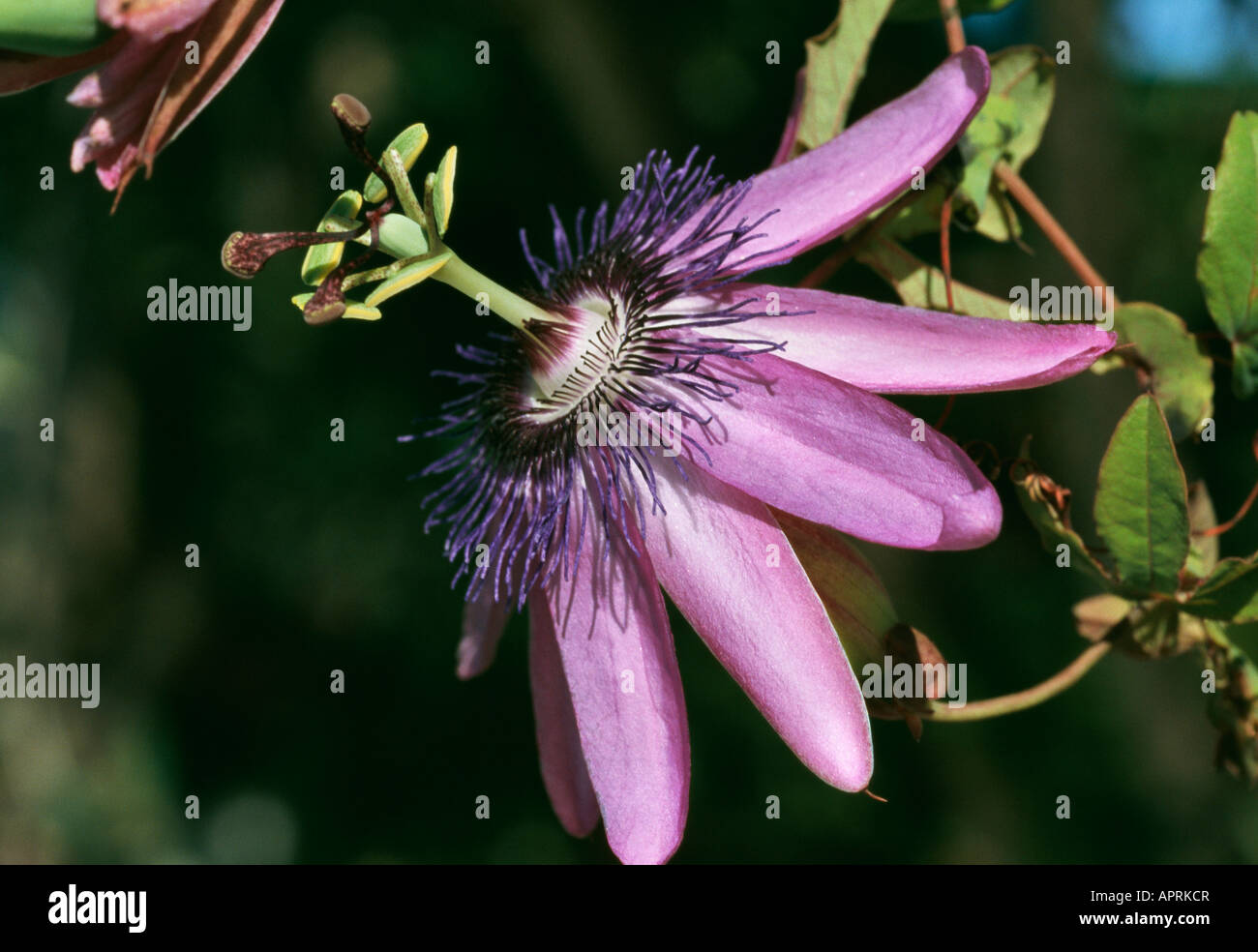 Passiflora amethyste bleu violacé demi-profil vue de compléter une fleur excentrique Banque D'Images