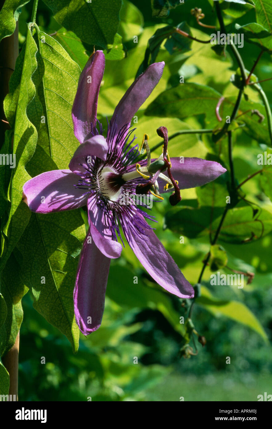 Passiflora amethyste violet filtrer les rayons solaires complètent une fleur exotique Banque D'Images