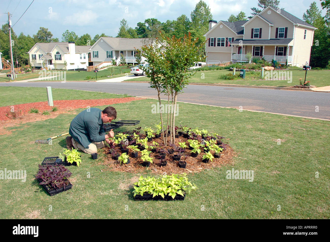 Jeune homme plantant les fleurs réelles dans sa cour, et l'ajout de paille de pin comme couvre-sol pour retenir l'eau et retenir les mauvaises herbes Atlanta (Géorgie, États-Unis d'Amérique Banque D'Images