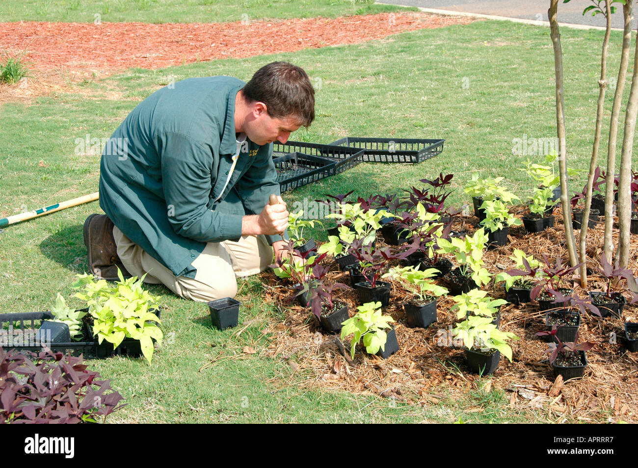 Jeune homme plantant les fleurs réelles dans sa cour, et l'ajout de paille de pin comme couvre-sol pour retenir l'eau et retenir les mauvaises herbes Atlanta (Géorgie, États-Unis d'Amérique Banque D'Images