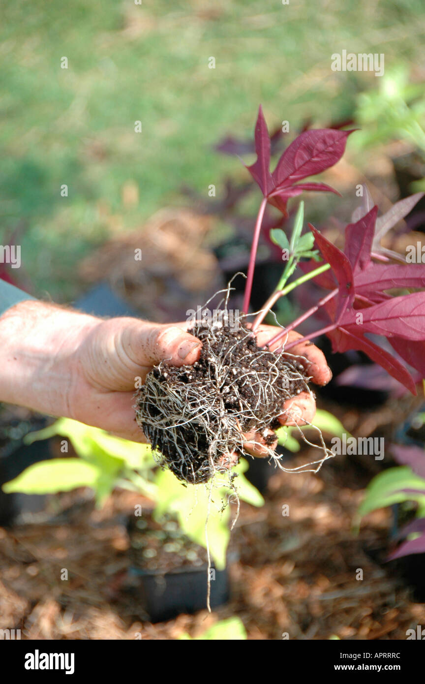Jeune homme plantant les fleurs réelles dans sa cour, et l'ajout de paille de pin comme couvre-sol pour retenir l'eau et retenir les mauvaises herbes Atlanta (Géorgie, États-Unis d'Amérique Banque D'Images