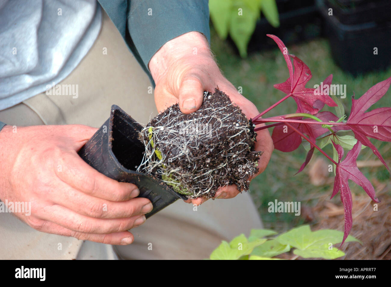Jeune homme plantant les fleurs réelles dans sa cour, et l'ajout de paille de pin comme couvre-sol pour retenir l'eau et retenir les mauvaises herbes Atlanta (Géorgie, États-Unis d'Amérique Banque D'Images
