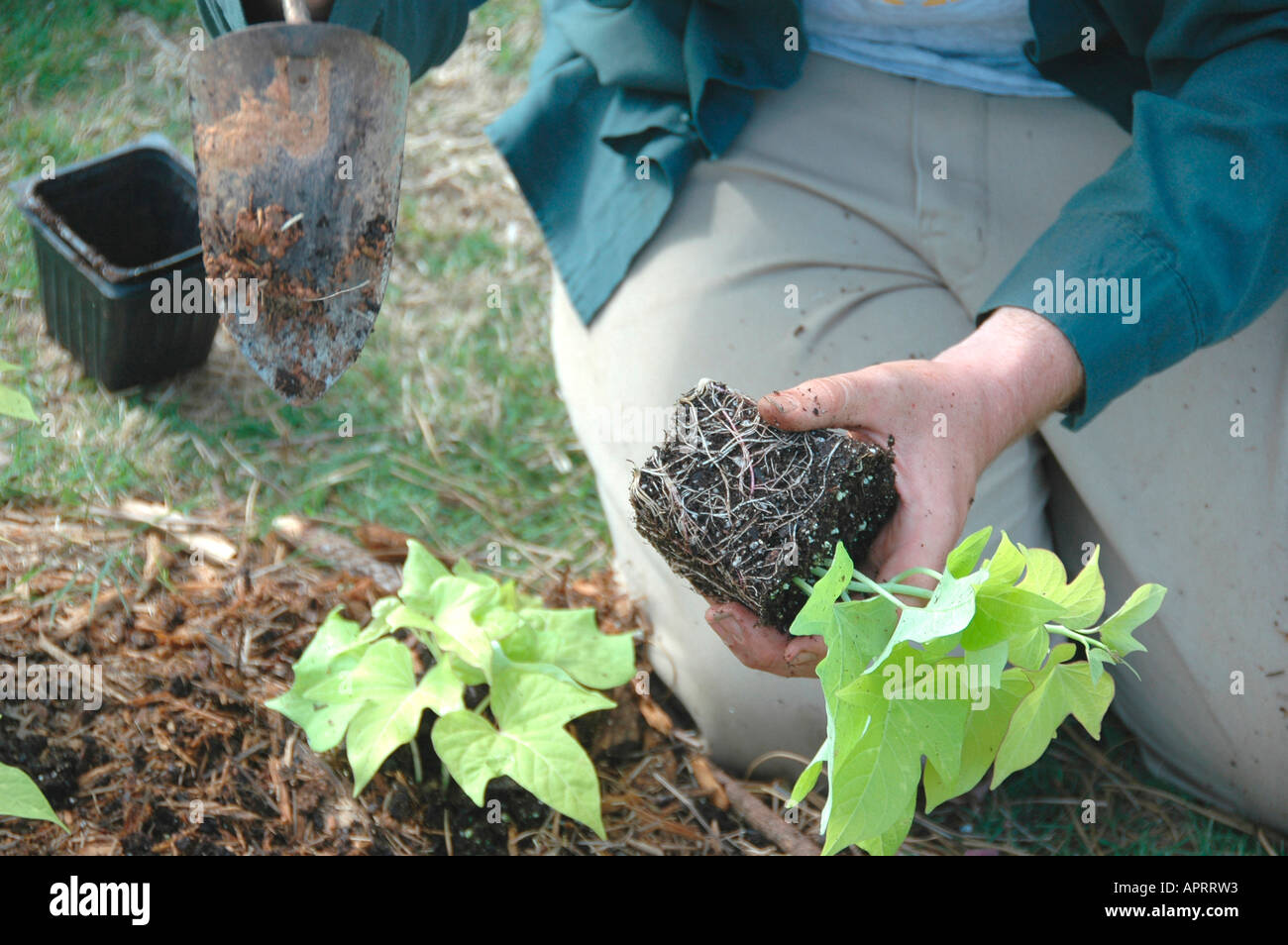 Jeune homme plantant les fleurs réelles dans sa cour, et l'ajout de paille de pin comme couvre-sol pour retenir l'eau et retenir les mauvaises herbes Atlanta (Géorgie, États-Unis d'Amérique Banque D'Images