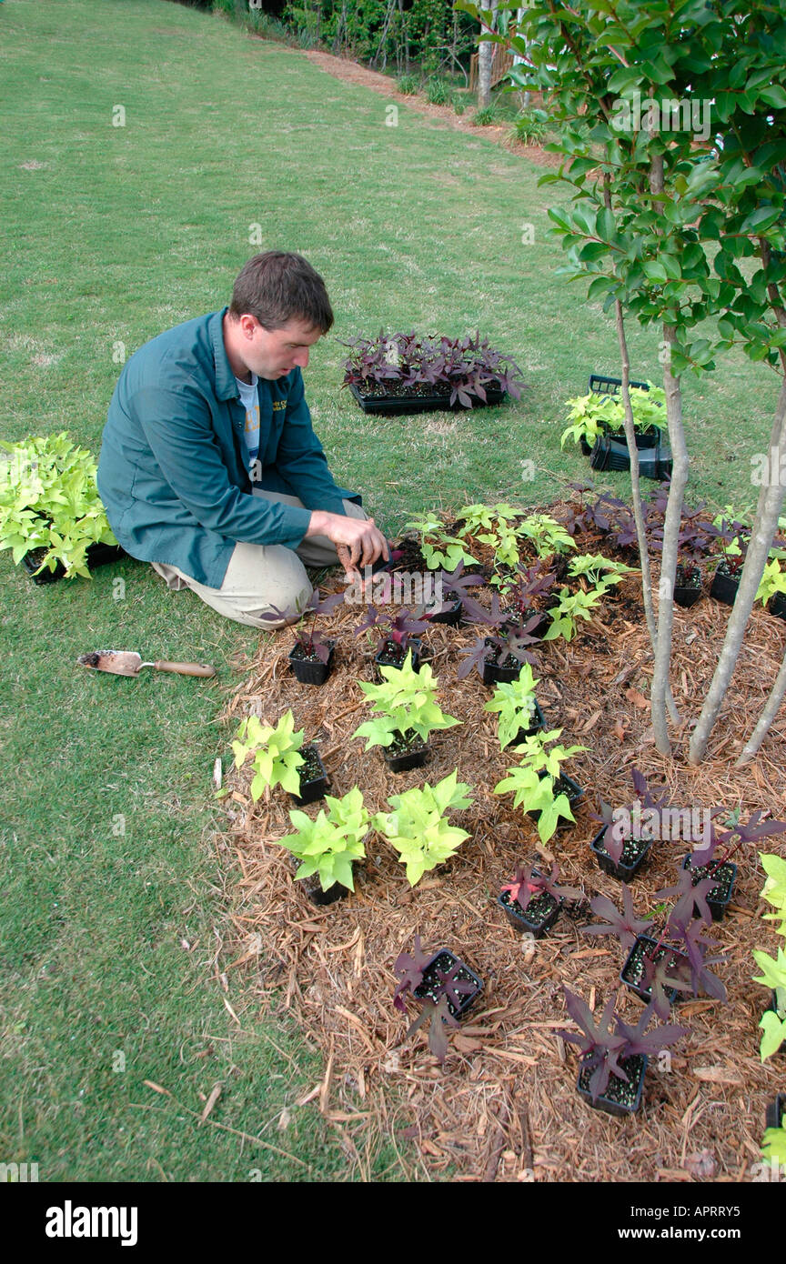Jeune homme plantant les fleurs réelles dans sa cour, et l'ajout de paille de pin comme couvre-sol pour retenir l'eau et retenir les mauvaises herbes Atlanta (Géorgie, États-Unis d'Amérique Banque D'Images